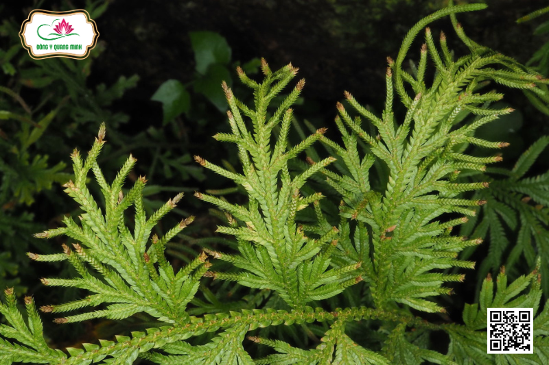 Móng Lưng Rồng - Đặc Điểm, Tác Dụng Và Liều Dùng