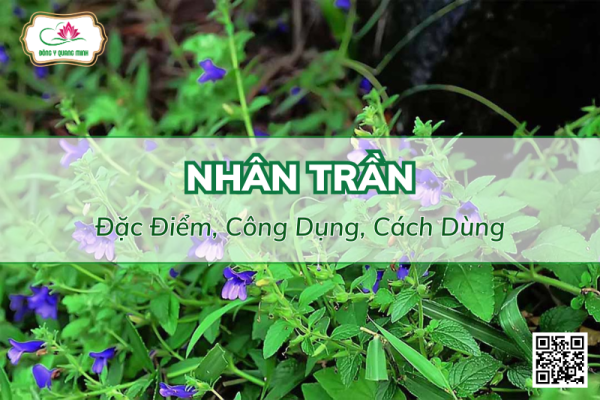Nhân Trần - Đặc Điểm, Công Dụng Và Cách Dùng
