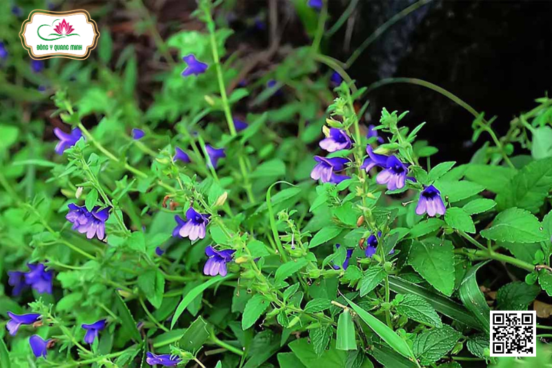 Nhân Trần - Đặc Điểm, Công Dụng Và Cách Dùng